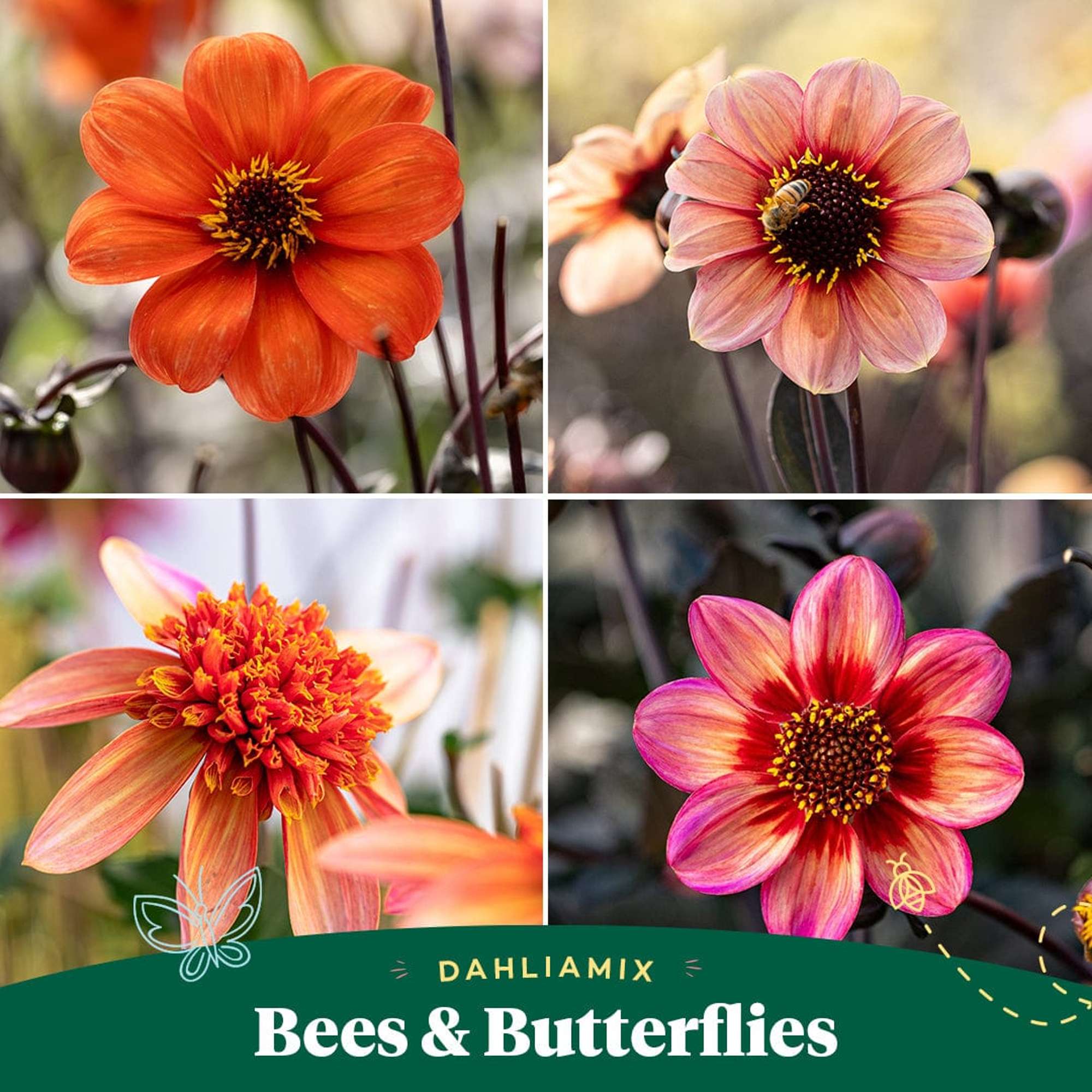 Dahliamix 'Bees & Butterflies'